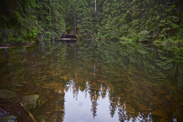 Beautiful ukrainian nature Forest lake surrounded with pine trees during rainy day Carpathian Mountains Arshicia Ukraine