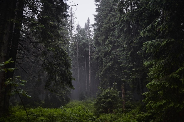 아름 다운 우크라이나 자연 비오는 날 오래 된 안개 낀 소나무 숲 Carpathian Mountains Gorgany Ukraine