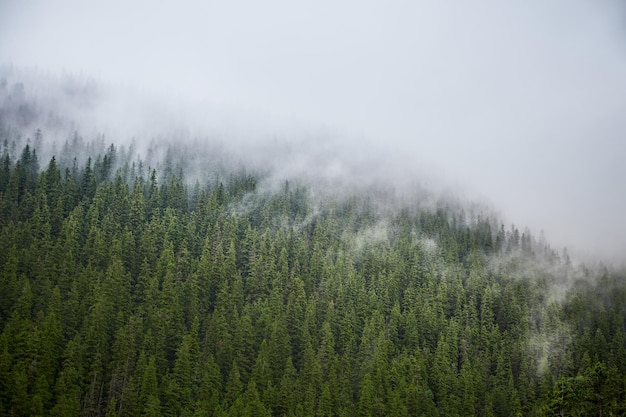 Beautiful ukrainian nature Old and misty pine forest during rainy day Carpathian Mountains Gorgany Ukraine