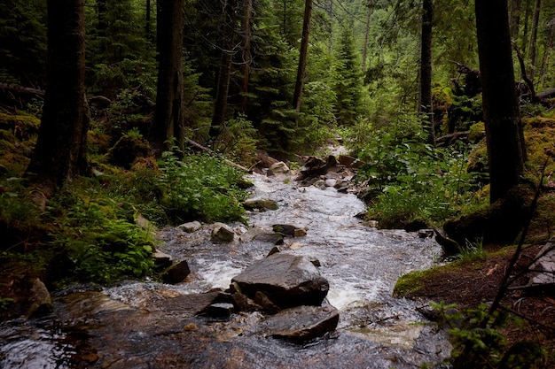 Beautiful ukrainian nature Small river in old pine forest Carpathian Mountains Gorgany Ukraine