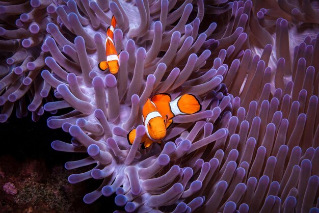 美しい水中自然 信じられないほど多彩な海洋生物