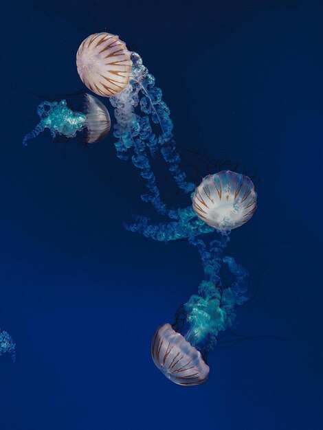 美しい水中自然 信じられないほど多彩な海洋生物