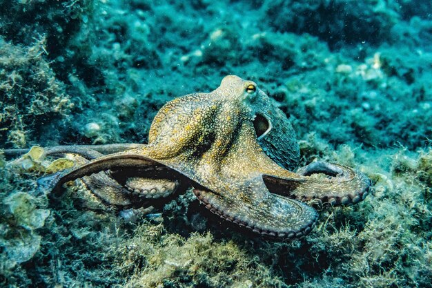 美しい水中自然 信じられないほど多彩な海洋生物