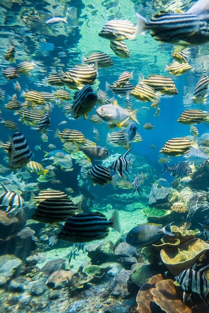 美しい水中自然 信じられないほど多彩な海洋生物