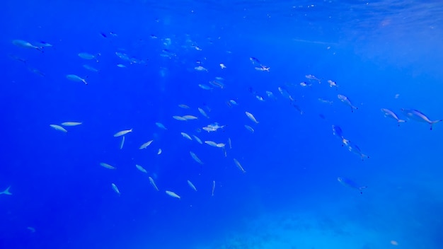 Beautiful underwater waters of the red sea at the bottom of which schools of blue striped fish swim