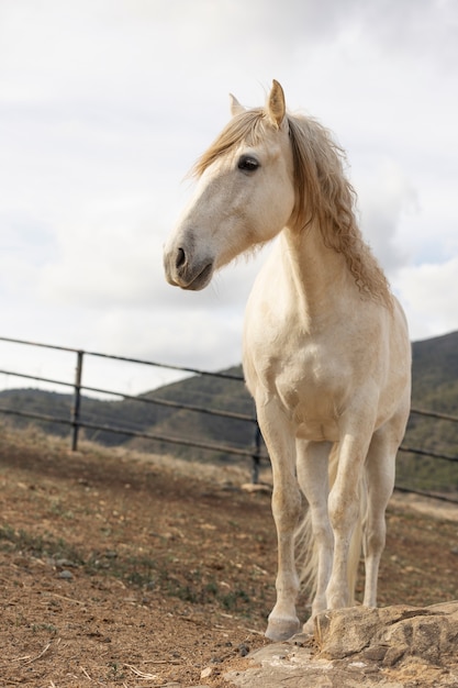 写真 自然の中で美しいユニコーン馬