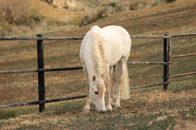 写真 自然の中で美しいユニコーン馬