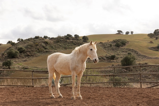 Foto bellissimo cavallo unicorno in natura