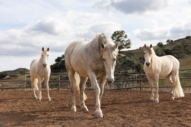 Foto bellissimi cavalli unicorno in natura