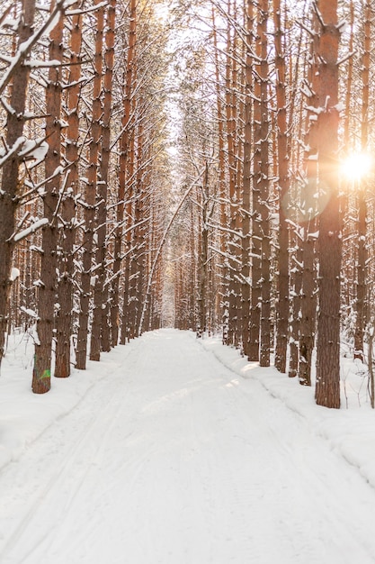 Beautiful and unusual roads and forest trails Beautiful winter landscape The trees stand in a row