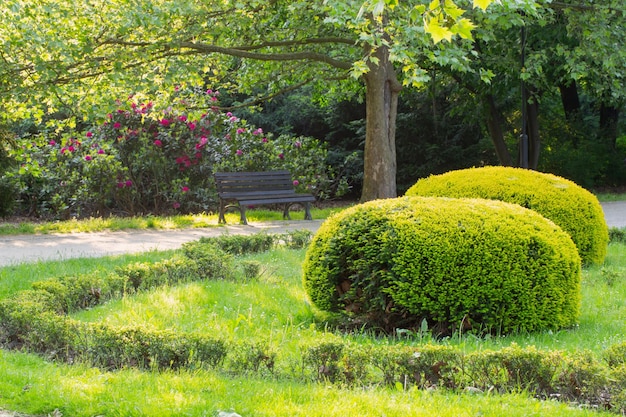 Foto bellissimo parco estivo urbano alla luce del sole