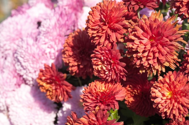 Bello autunno variegato del fiore del crisantemo vivido