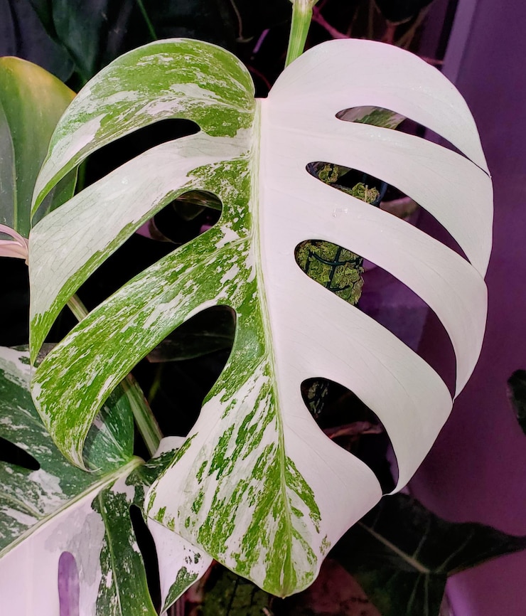 Photo モンステラ・アルボ・ボルシギアナ (monstera albo borsigiana) の美しい多彩な葉