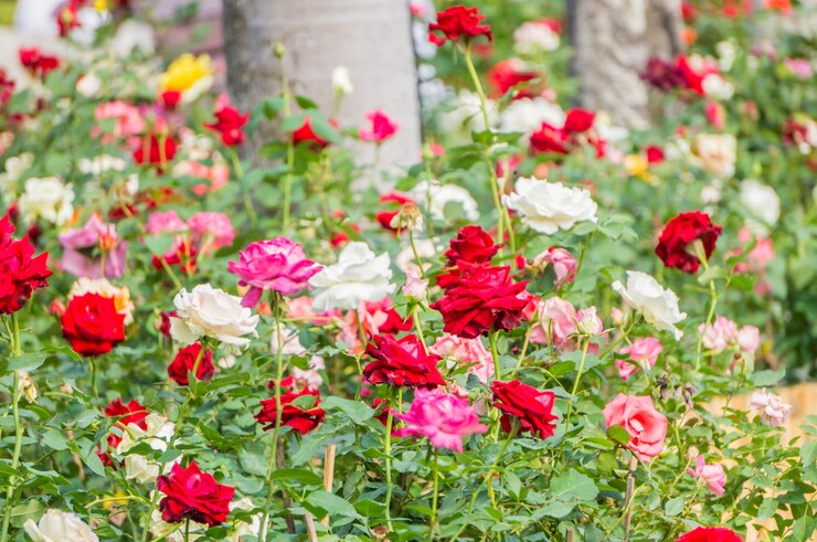 Photo 美しい様々なローズの花の庭で