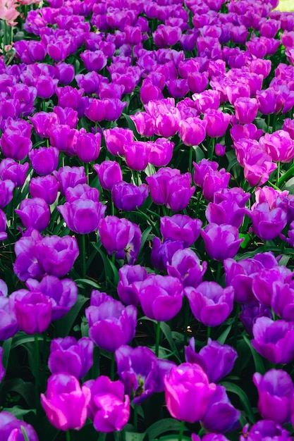 Foto bellissimo sfondo di primavera tulipano viola verticale tulip banner o intestazione fiori primaverili che sbocciano sotto il sole all'esterno