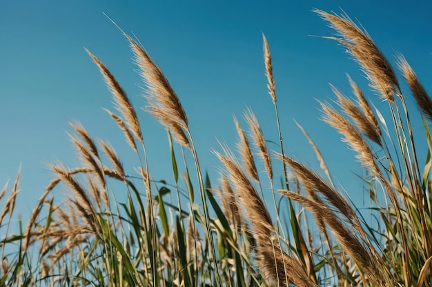 Прекрасный вертикальный кадр длинной травы, качающейся на ветру на голубом небе.