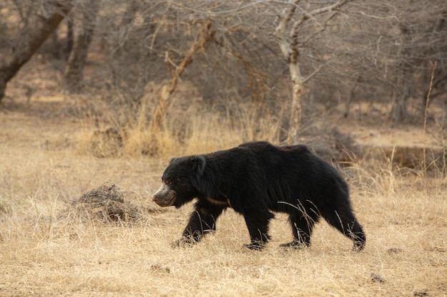 Beautiful and very rare sloth bear in the nature habitat in India