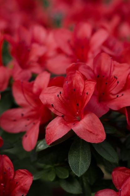 植物園に咲く美しい活気のあるツツジの花の木