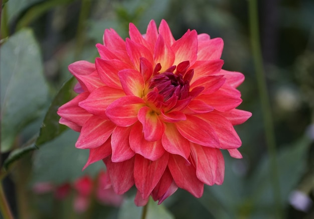 A beautiful vibrant color of Fire Pot Decorative dahlia