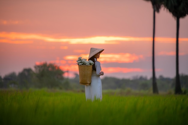 Красивая вьетнамская женщина в традиционной одежде с прогулкой проходит по зеленому рисовому полю во время восхода солнца