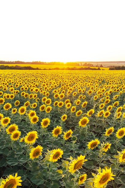 写真 夕日に照らされたひまわり畑の美しい景色。黄色いヒマワリがクローズアップ。日没と開花の牧草地のある夏の風景豊かな収穫の概念。垂直形式