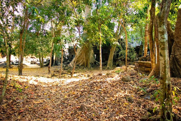 캄보디아 씨엠립에 위치한 앙코르와트 사원의 아름다운 전망