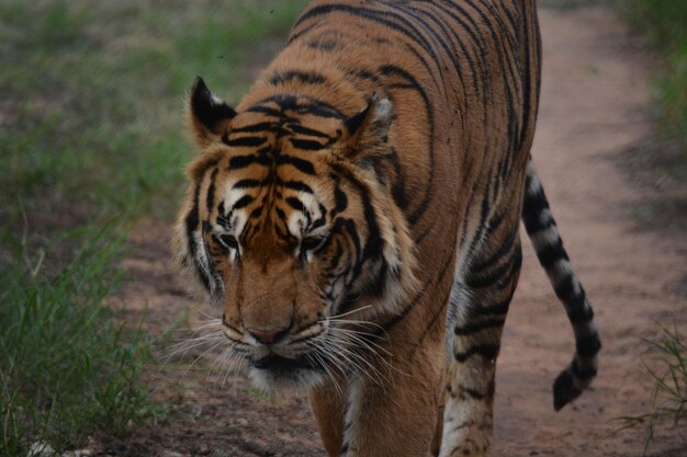 パラグアイにあるアスンシオン動物園の動物の美しい景色