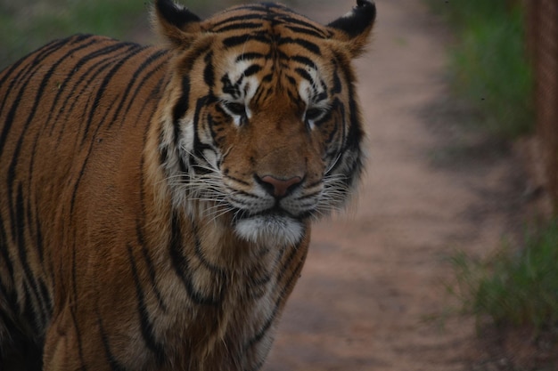 A beautiful view of animals in Assuncion Zoo located in Paraguay