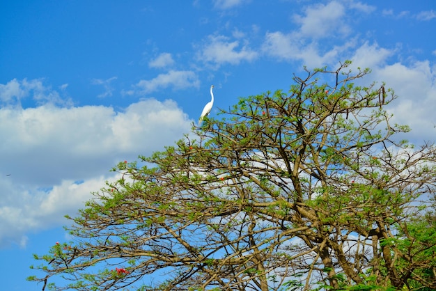 A beautiful view of animals in Brasilia zoo Brasilia Brazil