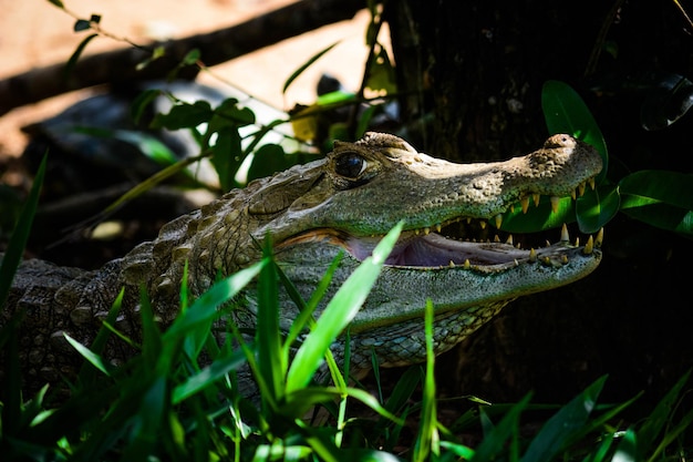 ブラジリア動物園ブラジルの動物の美しい景色