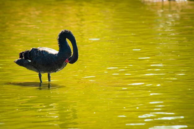 A beautiful view of animals in Brasilia Zoo Brazil