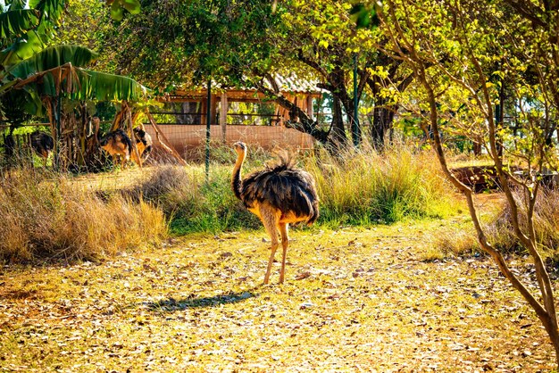 ブラジリア動物園ブラジルの動物の美しい景色