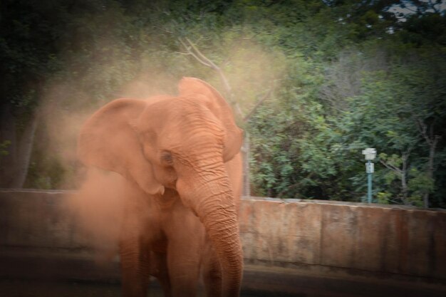 A beautiful view of animals in Brasilia zoo Brazil