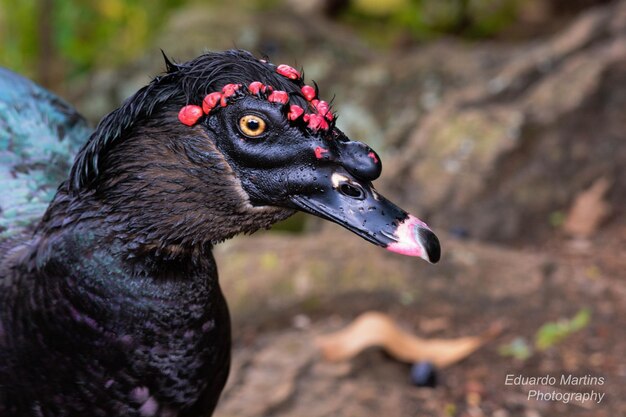 ブラジリア動物園ブラジルの動物の美しい景色