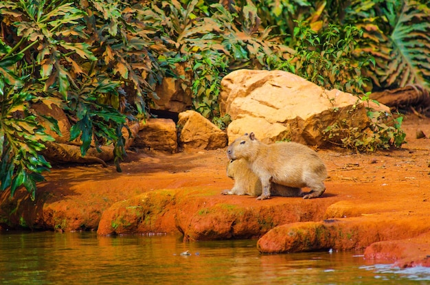 Una bella vista degli animali nello zoo brasile di brasilia