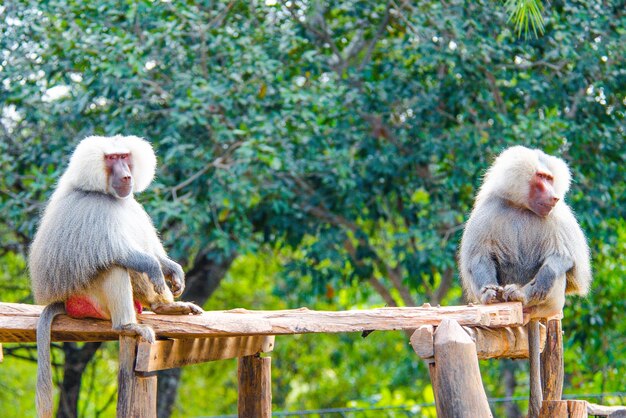 ブラジリア動物園ブラジルの動物の美しい景色