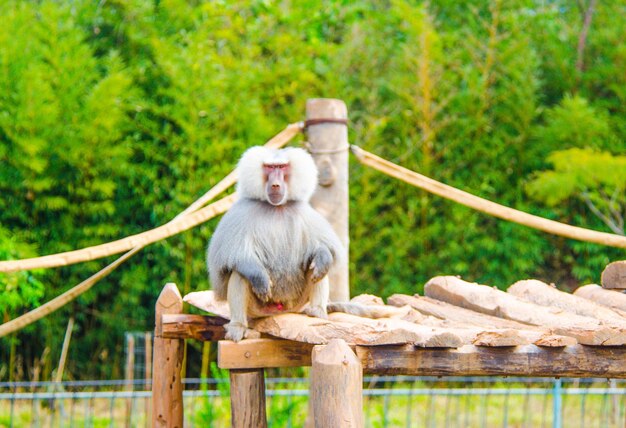 Una bella vista degli animali nello zoo brasile di brasilia