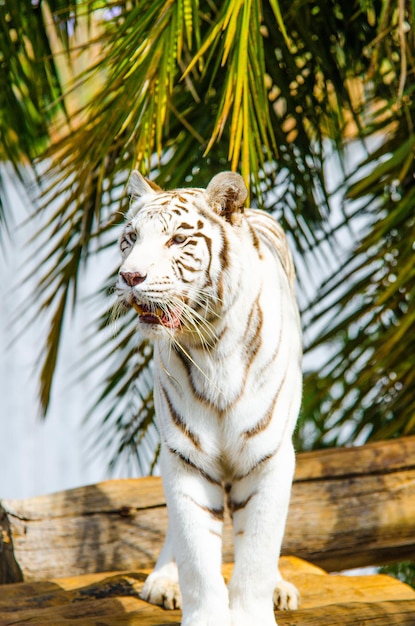 A beautiful view of animals in Brasilia Zoo Brazil