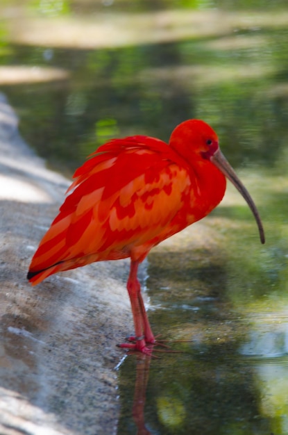 ブラジリア動物園ブラジルの動物の美しい景色