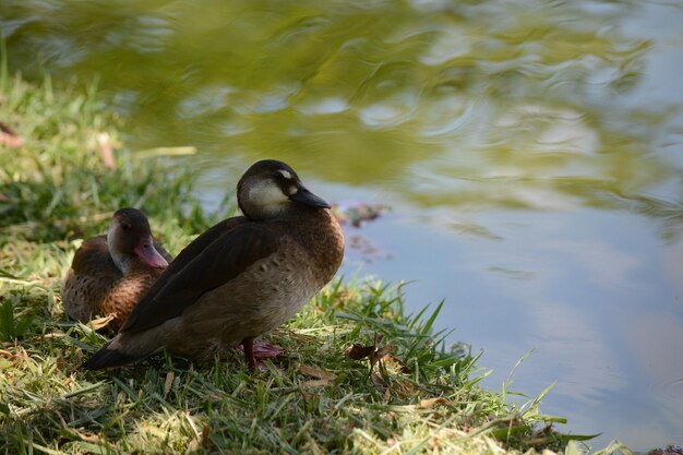 A beautiful view of animals in Brasilia zoo