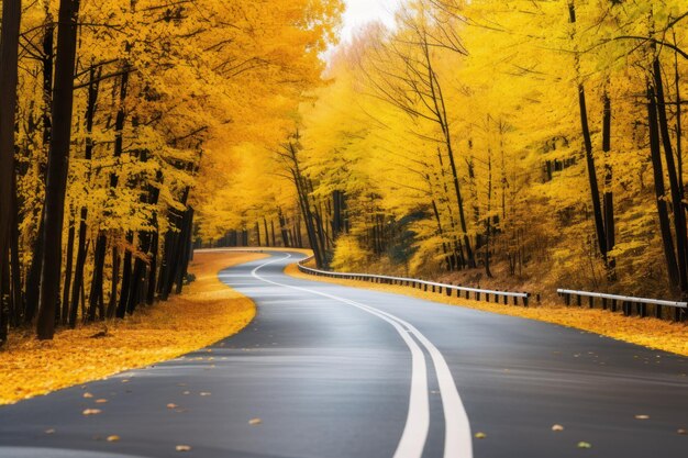 Foto bella vista della strada asfaltata che attraversa la foresta d'autunno.