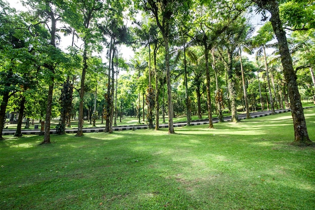 Прекрасный вид на ботанический сад Бали, расположенный в Индонезии