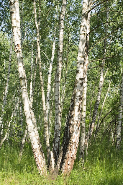 Beautiful view of the birch  forest in the summer day.  Location vertical.