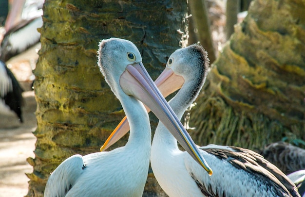 A beautiful view of Bird Park located in Bali Indonesia