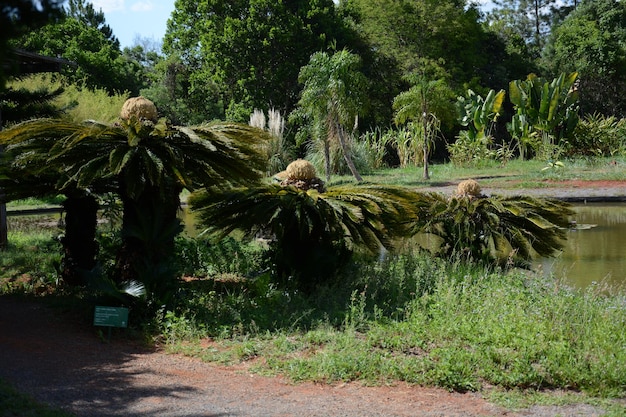 ブラジルのブラジリアにある植物園の美しい景色