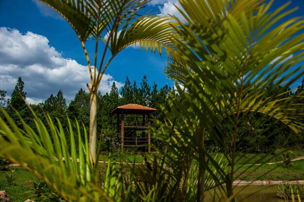 A beautiful view of botanical garden located in brasilia brazil