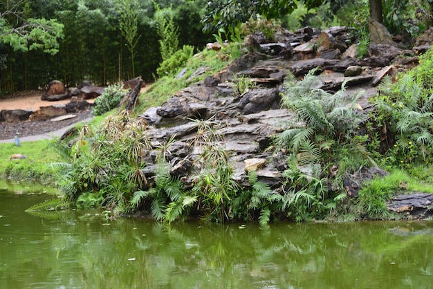 ブラジルのブラジリアにある植物園の美しい景色