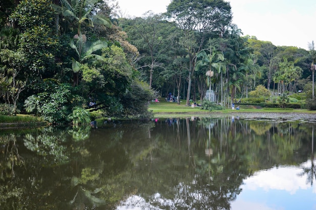 Прекрасный вид на ботанический сад, расположенный в Сан-Паулу, Бразилия.