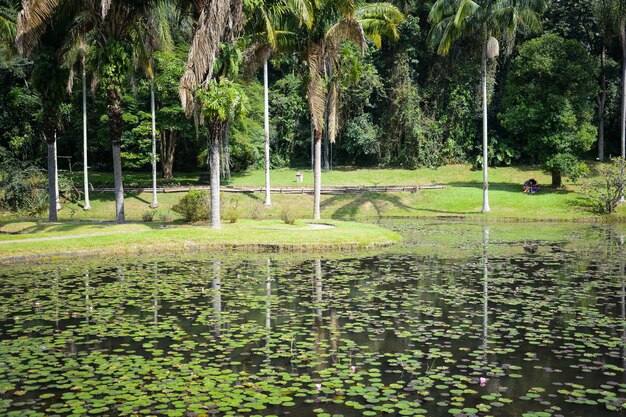 ブラジルのサンパウロにある植物園の美しい景色