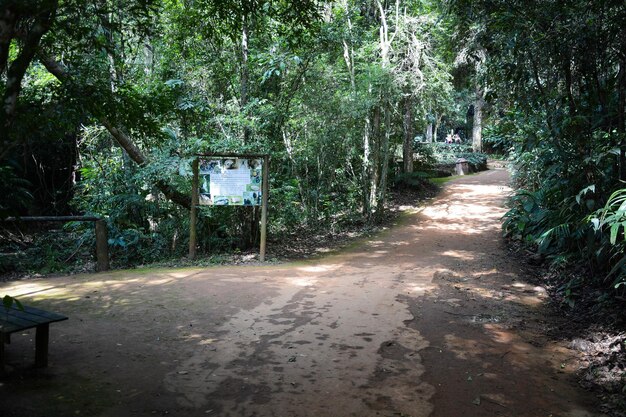 ブラジルのサンパウロにある植物園の美しい景色